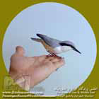 کمرکلی بزرگ